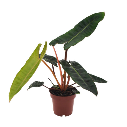 Philodendron Scandens in pot Ø12 cm – hoogte ca. 25 cm, glanzende hartvormige bladeren