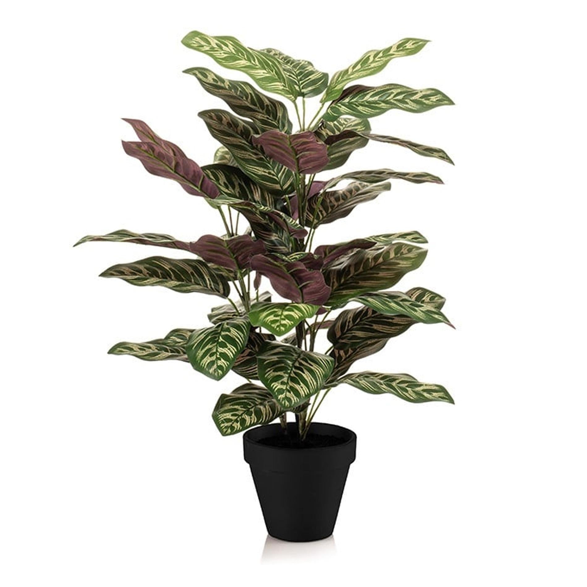 Levensechte Calathea kunstplant 65 cm hoog in zwarte pot Ø17 cm, realistisch groen blad, onderhoudsvrij, ideaal voor woonkamer, kantoor of hal.