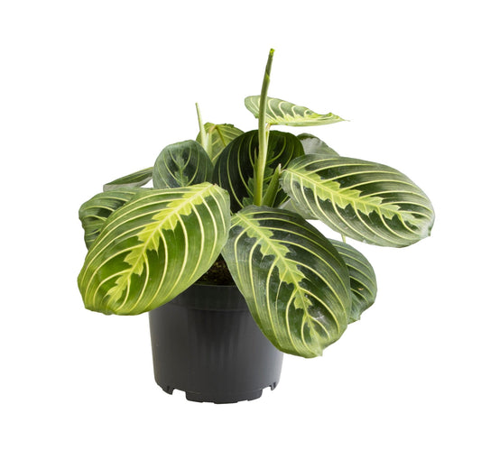 Maranta Lemon Lime kamerplant met geelgroene nerven in Ø12cm pot, hoogte 30cm – tropische gebedsplant
