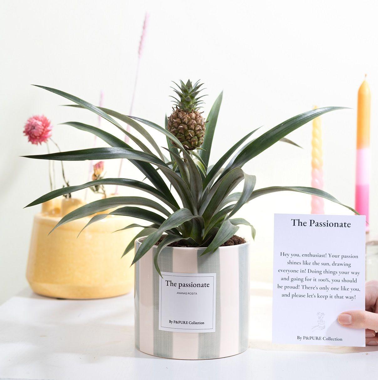 Ananas Rosita Gift | "The Passionate" | WITH GREETING CARD!
