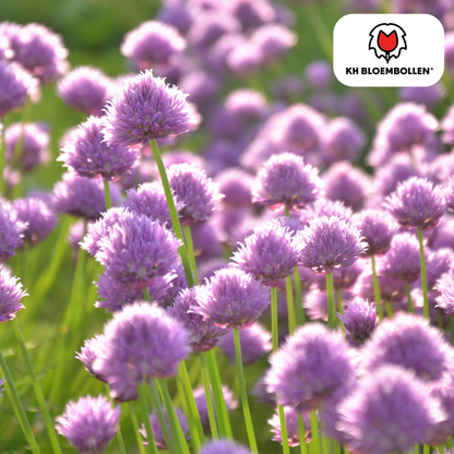 Allium carolinianum – sierui met lila-paarse bloemen, 15 bloembollen, bijenvriendelijk en winterhard