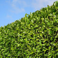 Laurierkers ‘Rotundifolia’ – set van 20 haagplanten (125–150 cm) in 15L potten, dichte wintergroene haag voor 10 meter tuinafscheiding.