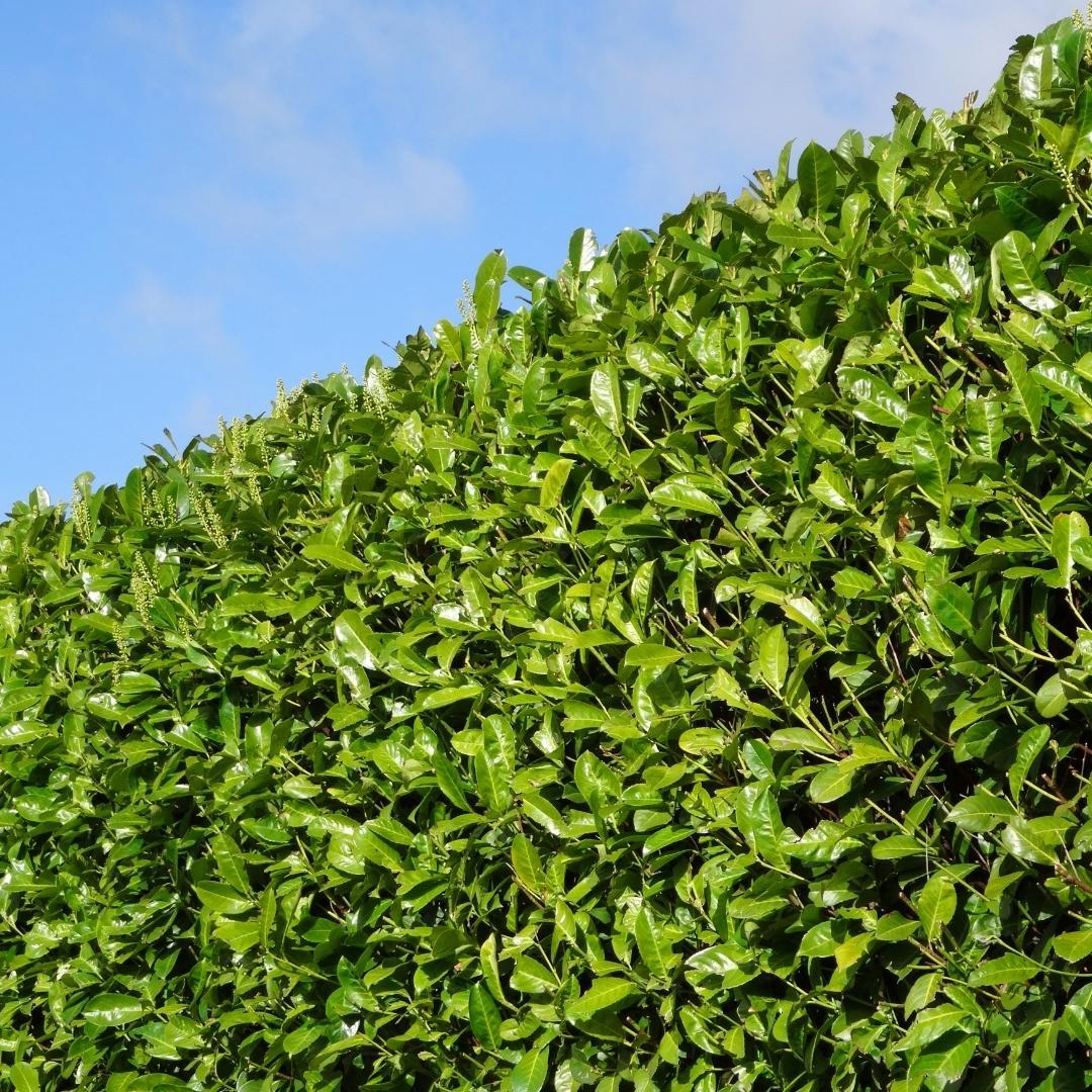 Laurierkers ‘Rotundifolia’ – set van 20 haagplanten (125–150 cm) in 15L potten, dichte wintergroene haag voor 10 meter tuinafscheiding.
