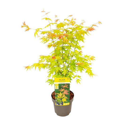 Acer palmatum Orange Dream - blikvanger met levendige bladkleuren