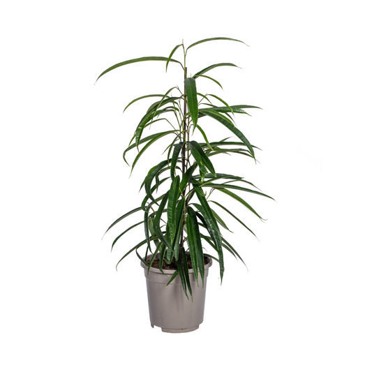 Ficus Binnendijkii Alii | Elegante Kamerplant