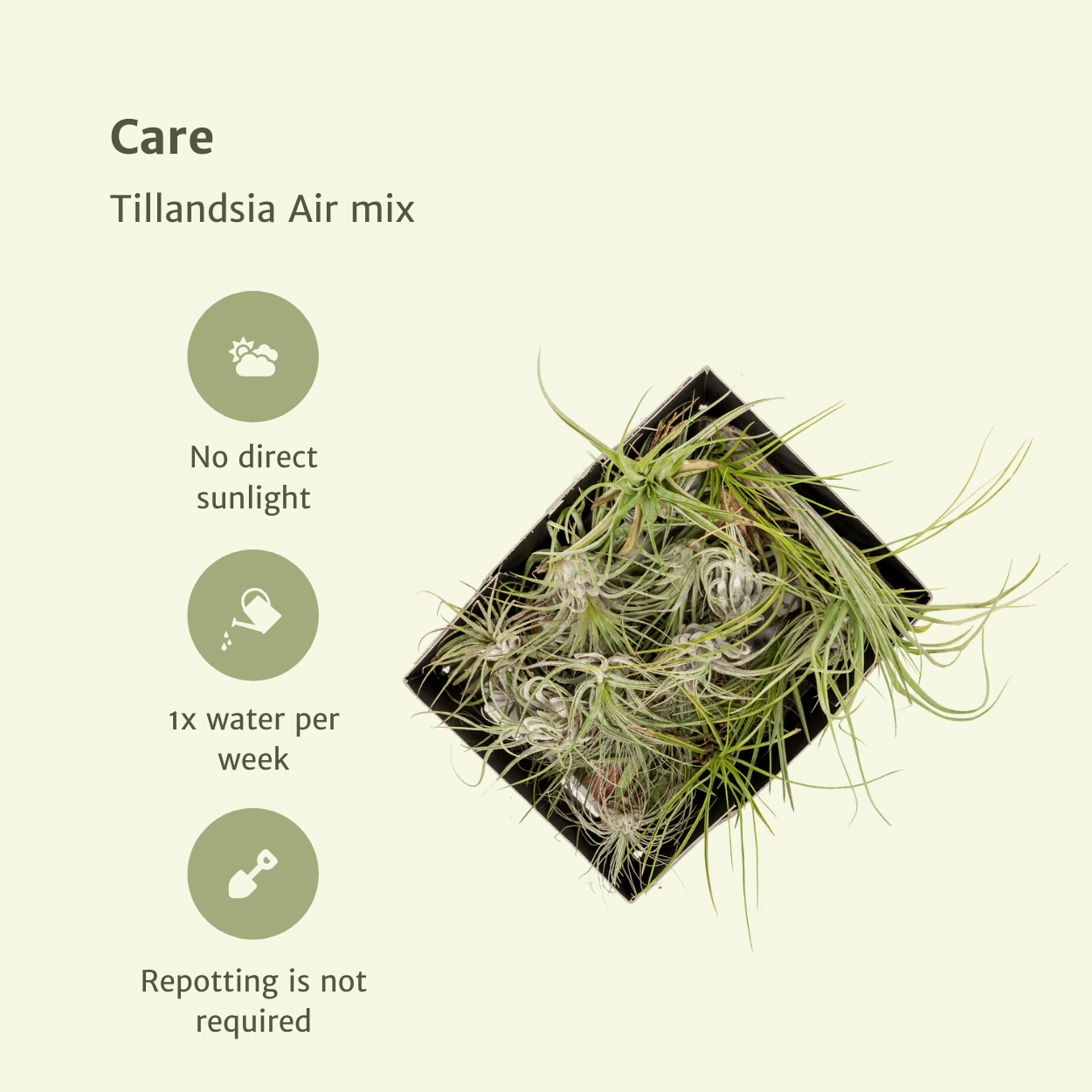 5 x Tillandsia Air Mix | Luchtplanten