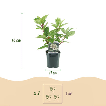 1x Hydrangea paniculata Wims Red | Buitenplant | Pluimhortensia