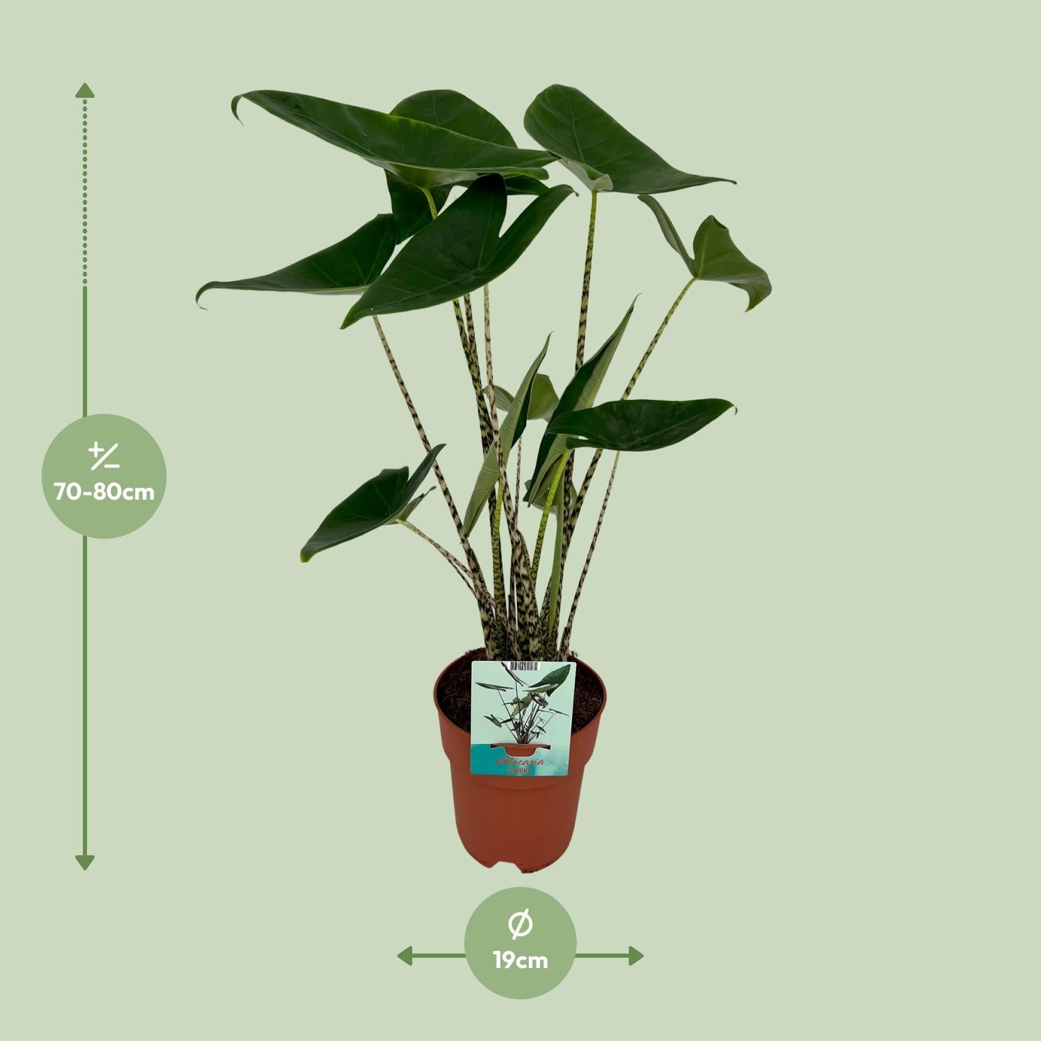 Olifantsoor plant met zebra-stengels – tropische kamerplant