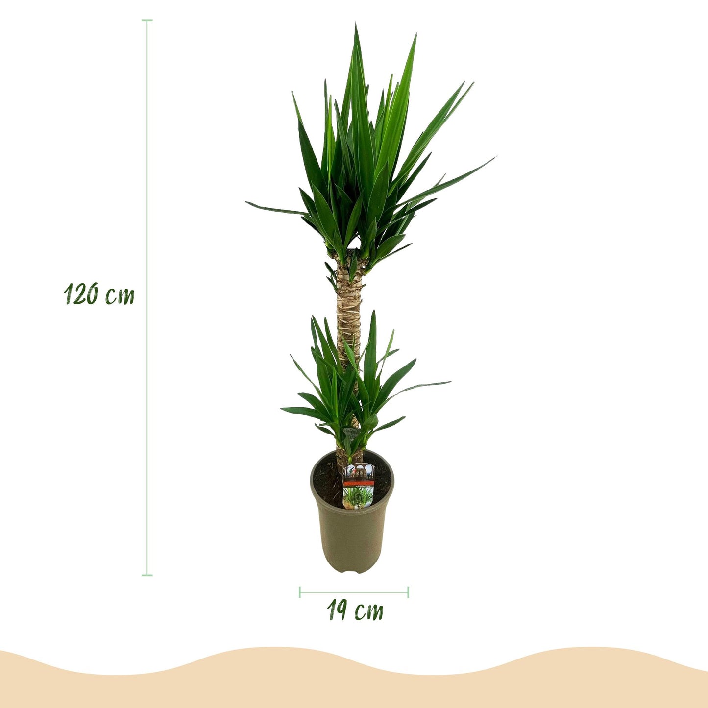 Yucca elephantipes, Palmlelie, Kamerplant woonkamer, Tropische kamerplant, Onderhoudsvriendelijke kamerplant, Diepgroene bladeren, Weinig water kamerplant, Robuuste kamerplant, Interieur groen