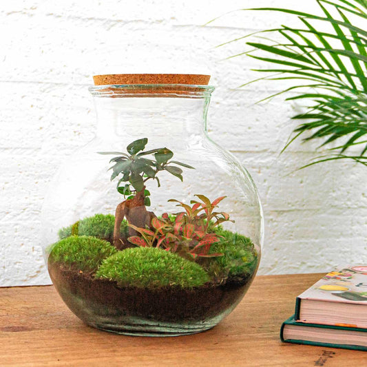 "DIY terrarium met Ficus bonsai en Fittonia – Glazen pot met kurk – Ø25 cm, hoogte 26,5 cm"