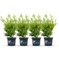 4 x Buxus Haag | Babylon Beauty | Resistant tegen de Buxus schimmel