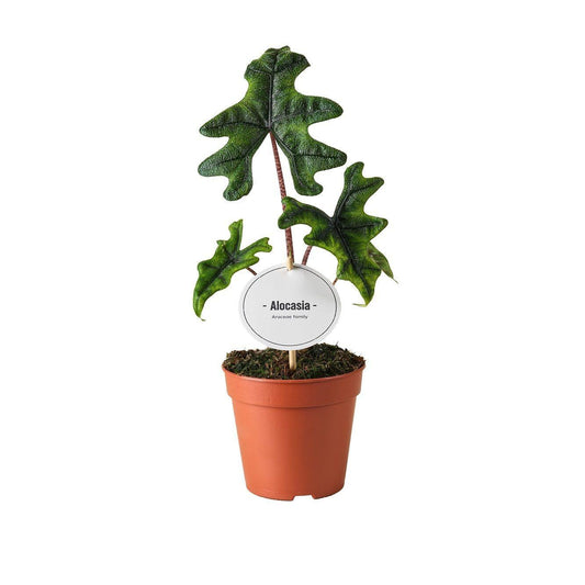 Alocasia Jacklyn kamerplant met diep ingesneden bladeren en groene nerven in pot Ø12cm Bijzondere plant bij Planttoday ook in Belgie