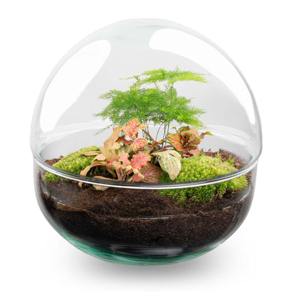 DIY dome terrarium met Fittonia en Asparagus planten. Planttoday