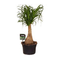 Ponytail palm kamerplant met sierlijke bladeren voor interieur