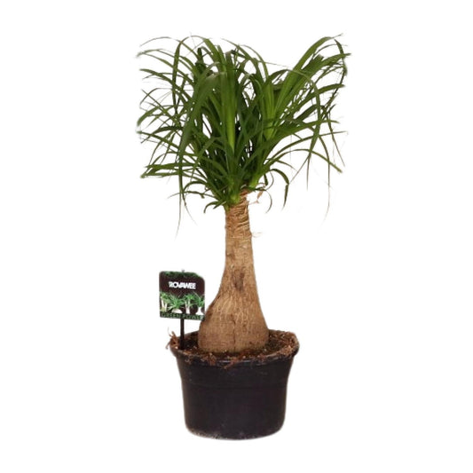 Ponytail palm kamerplant met sierlijke bladeren voor interieur