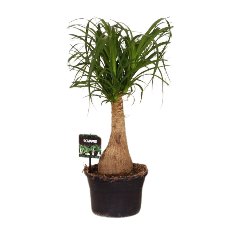 Ponytail palm kamerplant met sierlijke bladeren voor interieur
