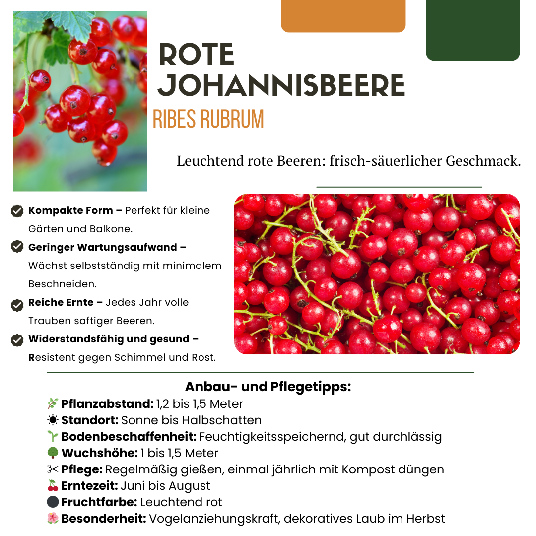 Set van 6 Biologische Kruisbessenplanten – 13 cm Pot – 20 cm Hoog – Heerlijke Bessen uit Eigen Tuin