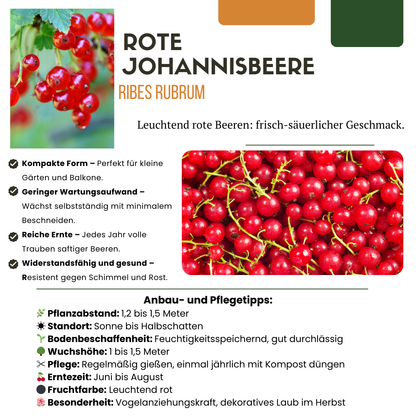 Set van 6 Biologische Kruisbessenplanten – 13 cm Pot – 20 cm Hoog – Heerlijke Bessen uit Eigen Tuin