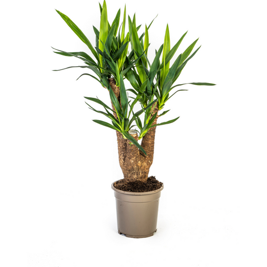 De Yucca Elephantipes Vertakt, ook wel palmlelie genoemd, is een robuuste kamerplant met een dikke, vertakte stam en zwaardvormige bladeren, die een boomachtige uitstraling heeft. Deze sterke plant is makkelijk in onderhoud en gedijt goed op een lichte standplaats met veel indirect zonlicht. Geef de plant matig water, laat de grond tussen gietbeurten opdrogen, en snoei dode bladeren voor een gezonde plant. 