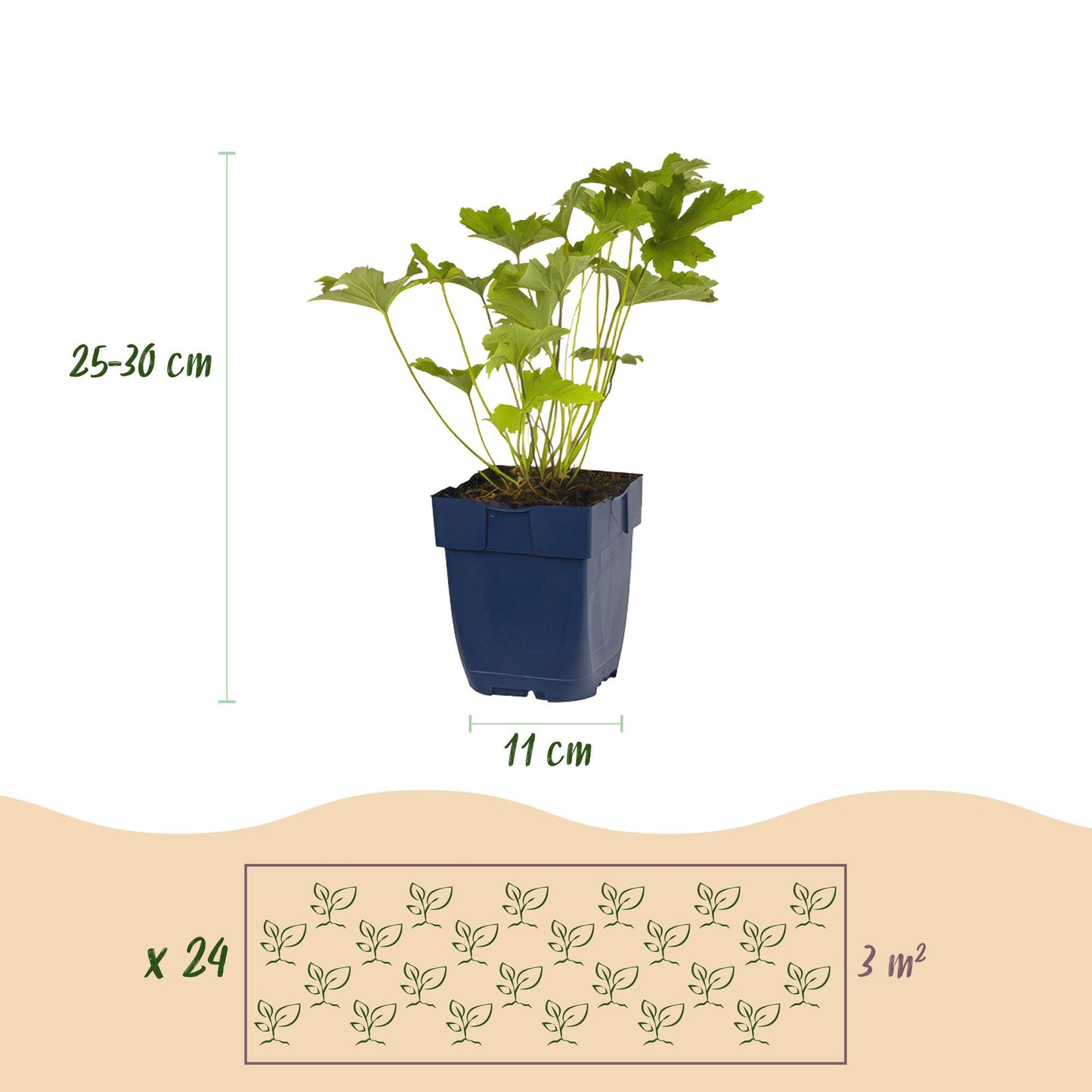 Schaduw Borderpakket – 24 Vaste Planten – Kleurrijk, Onderhoudsarm – Geschikt voor 3 m² – Pot 11 cm