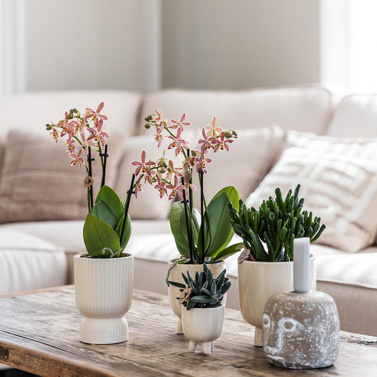 Rode Phalaenopsis orchidee – Congo + Gummy pot travertine – potmaat Ø9cm | bloeiende kamerplant in bloempot - vers van de kweker