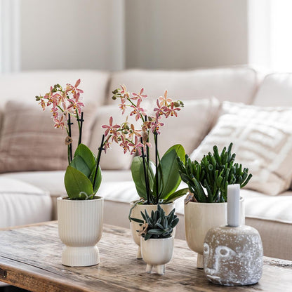 Rode Phalaenopsis orchidee – Congo + Gummy pot travertine – potmaat Ø9cm | bloeiende kamerplant in bloempot - vers van de kweker