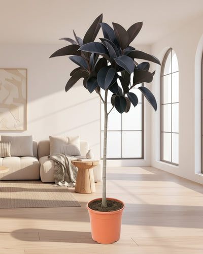 Hoge rubberplant met roodbruine glanzende bladeren