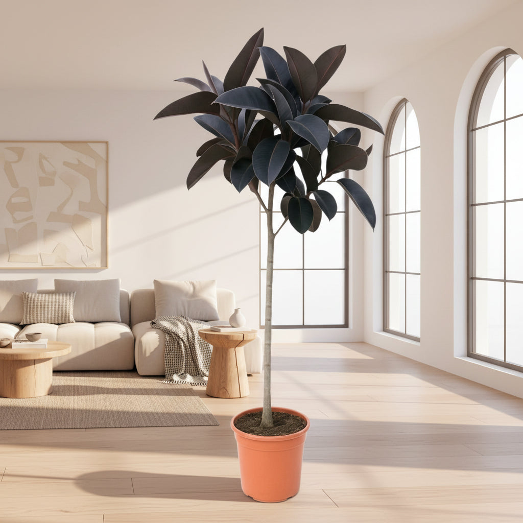 Hoge rubberplant met roodbruine glanzende bladeren