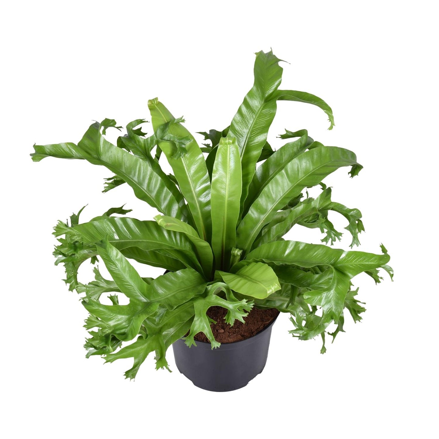 Asplenium Nidus Crissie, ook bekend als Vogelnestvaren, met weelderig groene, glanzende bladeren, ideaal als tropische kamerplant voor in huis of kantoor, luchtzuiverend en onderhoudsvriendelijk.”