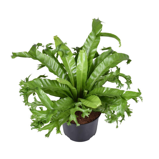 Asplenium Nidus Crissie, ook bekend als Vogelnestvaren, met weelderig groene, glanzende bladeren, ideaal als tropische kamerplant voor in huis of kantoor, luchtzuiverend en onderhoudsvriendelijk.”