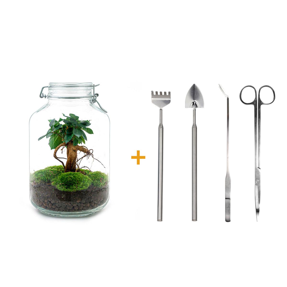 DIY terrarium | Jar | Ficus Ginseng bonsai