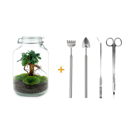 DIY terrarium | Jar | Ficus Ginseng bonsai