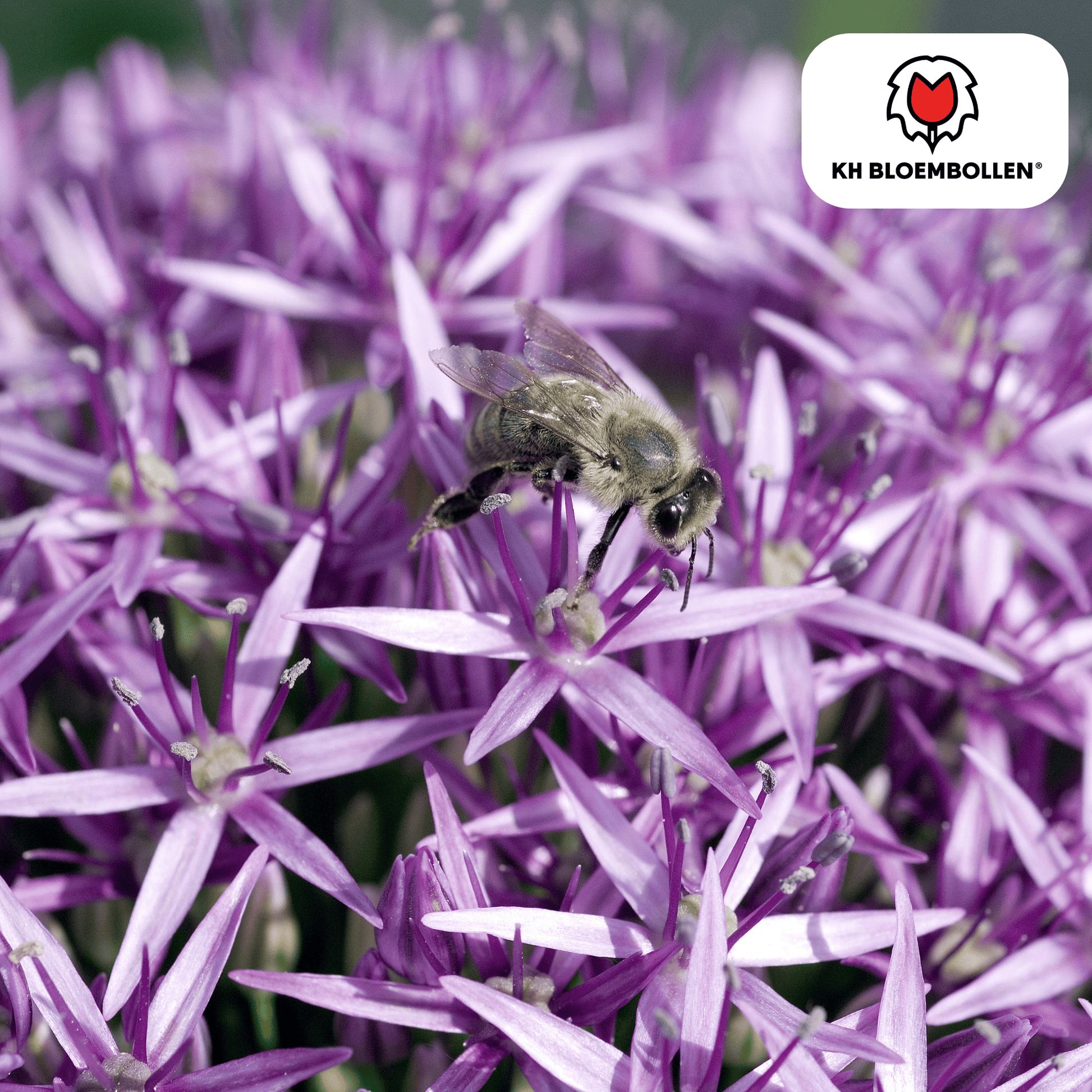 Allium Globemaster bollen kopen, Allium bijen en vlinders, bolvormige bloemen tuin. Prachtige bol bloem