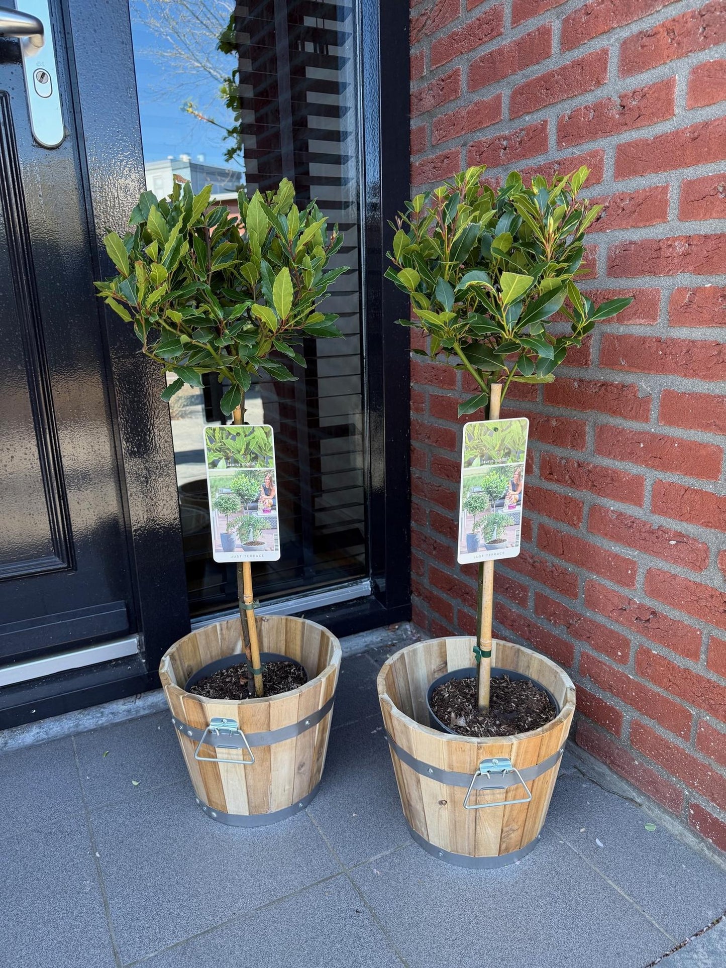 Plant op Stam | Laurus nobilis | Terras Plant