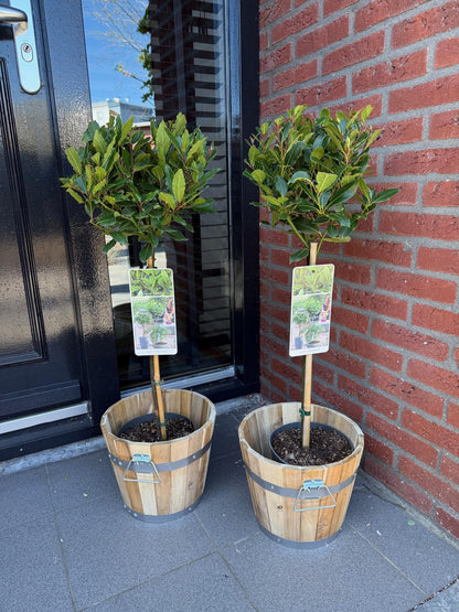 Plant op Stam | Laurus nobilis | Terras Plant