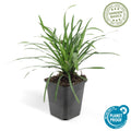 Liriope muscari 'Big Blue' – 6 stuks leliegras, hoogte 10-25 cm, pot Ø9 cm, groenblijvende sierplant voor borders en tuinen
