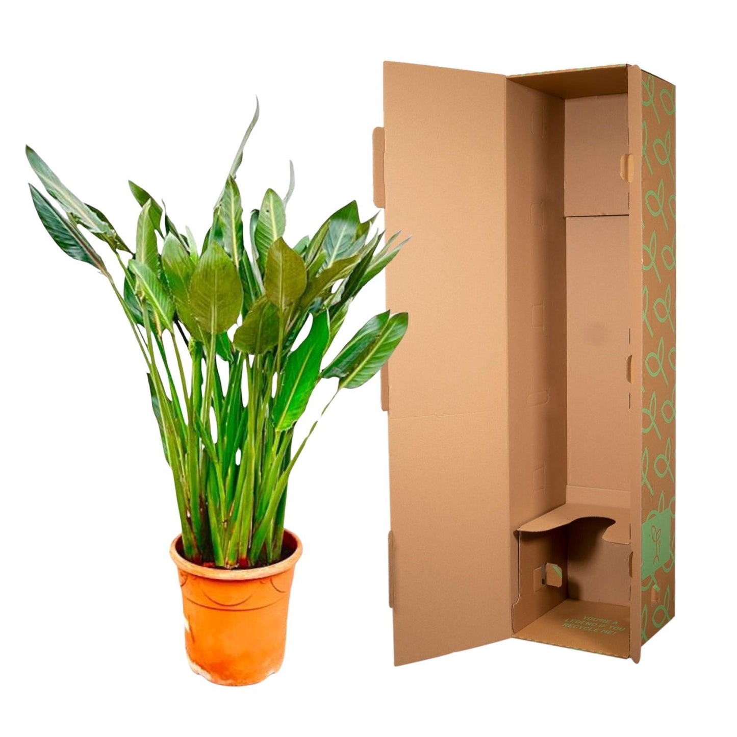 Strelitzia Reginae XL | Mega Kamerplant