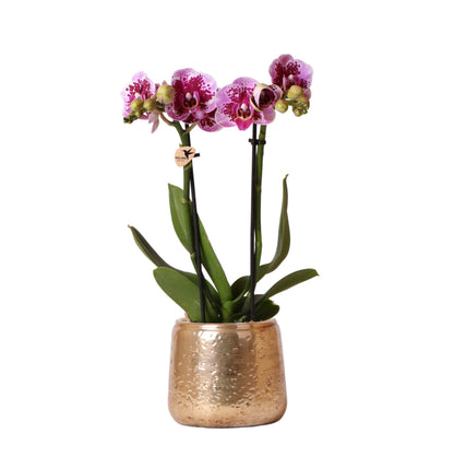 Roze paarse Phalaenopsis orchidee - El Salvador + Luxury gouden sierpot