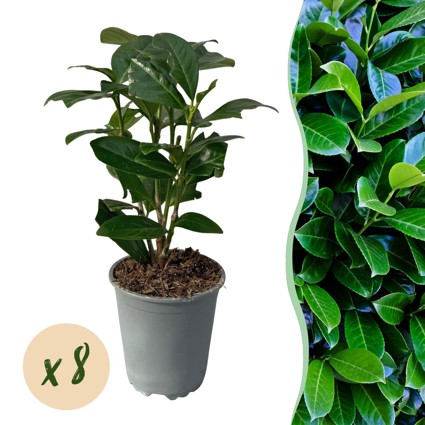 Haagplanten - Prunus laurocerasus Novita - blad groen - 8 planten - 1 strekkende meter - groenblijvend - pot 9cm hoogte 30-35cm