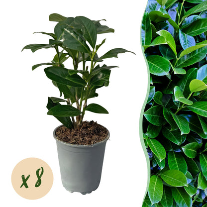 Haagplanten - Prunus laurocerasus Novita - blad groen - 8 planten - 1 strekkende meter - groenblijvend - pot 9cm hoogte 30-35cm