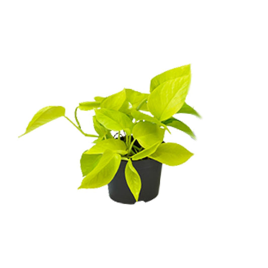 Golden Pothos (Epipremnum aureum) kamerplant met hartvormige groene bladeren met gouden accenten, in een pot van 12 cm, geschikt voor binnen en makkelijke verzorging.