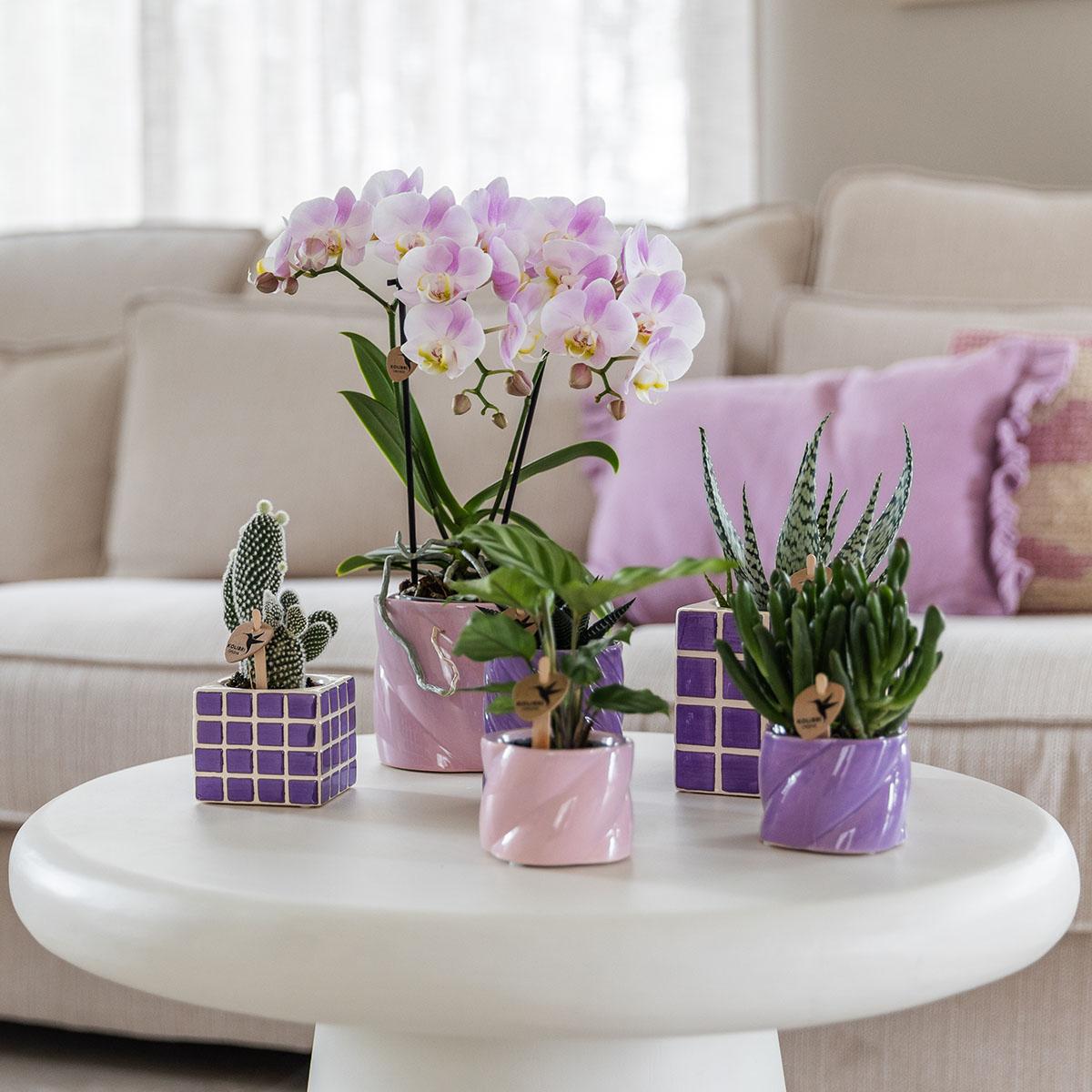 Roze Phalaenopsis Orchidee 'Portugal' kopen – Pot Ø9 cm | Bloeiende Kamerplant | Plant To Day