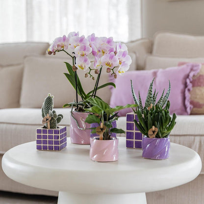 Roze Phalaenopsis Orchidee 'Portugal' kopen – Pot Ø9 cm | Bloeiende Kamerplant | Plant To Day