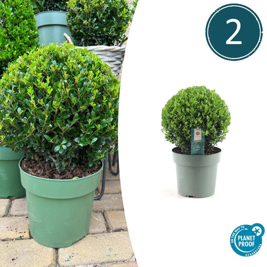 Set van 2 Ilex crenata ‘Jenny’ bollen – donkergroen, compact, wintergroen buxusalternatief
