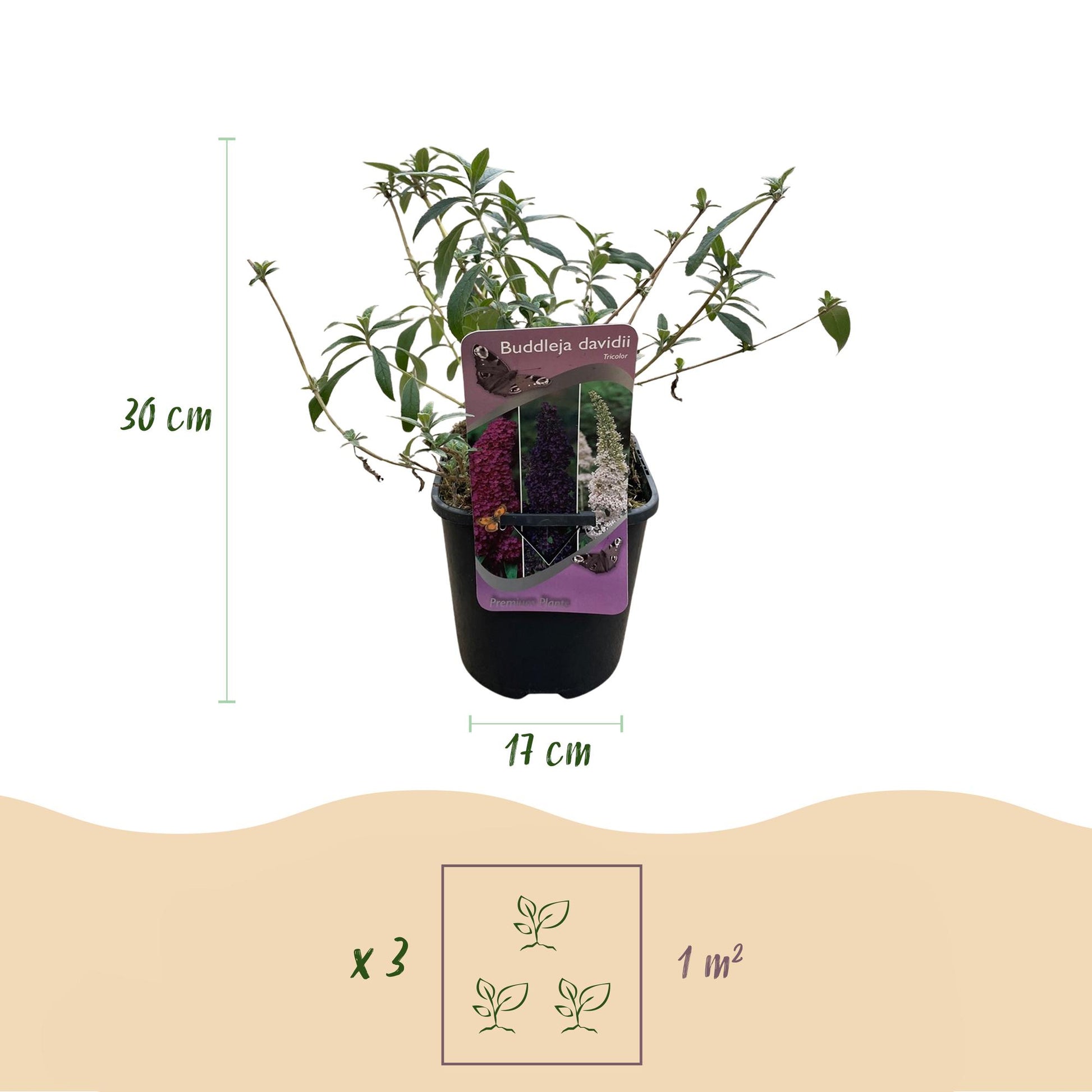 Buddleja Davidii Tricolor is een van de kleinste soorten van de vlinderstruikfamilie. Deze struik groeit maximaal tot een hoogte van 150 centimeter. De plant bloeit met roze, paarse en witte pluimen en trekken in de zomer veel vlinders en bijen aan. Een zonnige plek in de tuin bevordert het vlinderbezoek nog meer.
