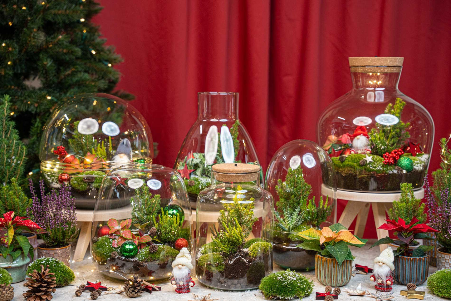 Frosty Kerstmis terrarium | Planten terrarium | DIY kit Christmas