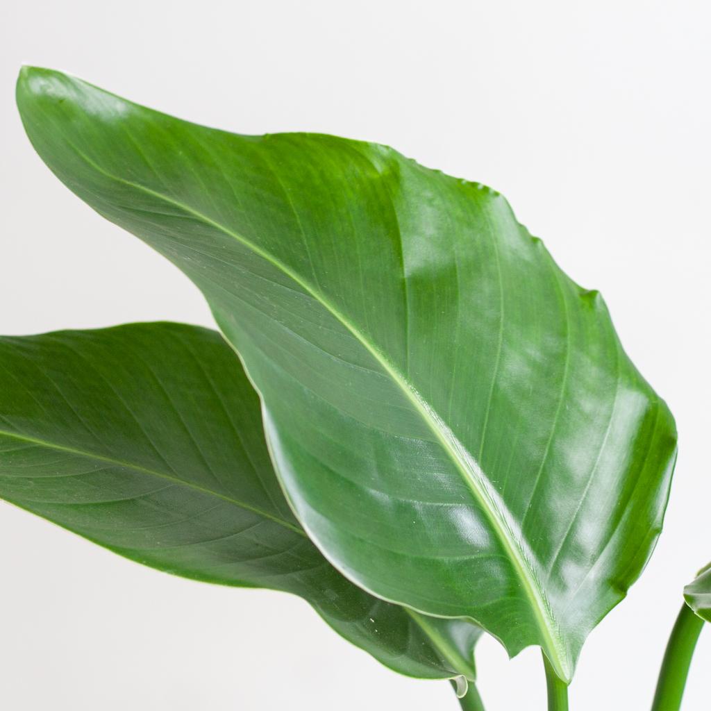 Strelitzia nicolai | Kamerplant | Paradijsvogelplant  | met grijze pot