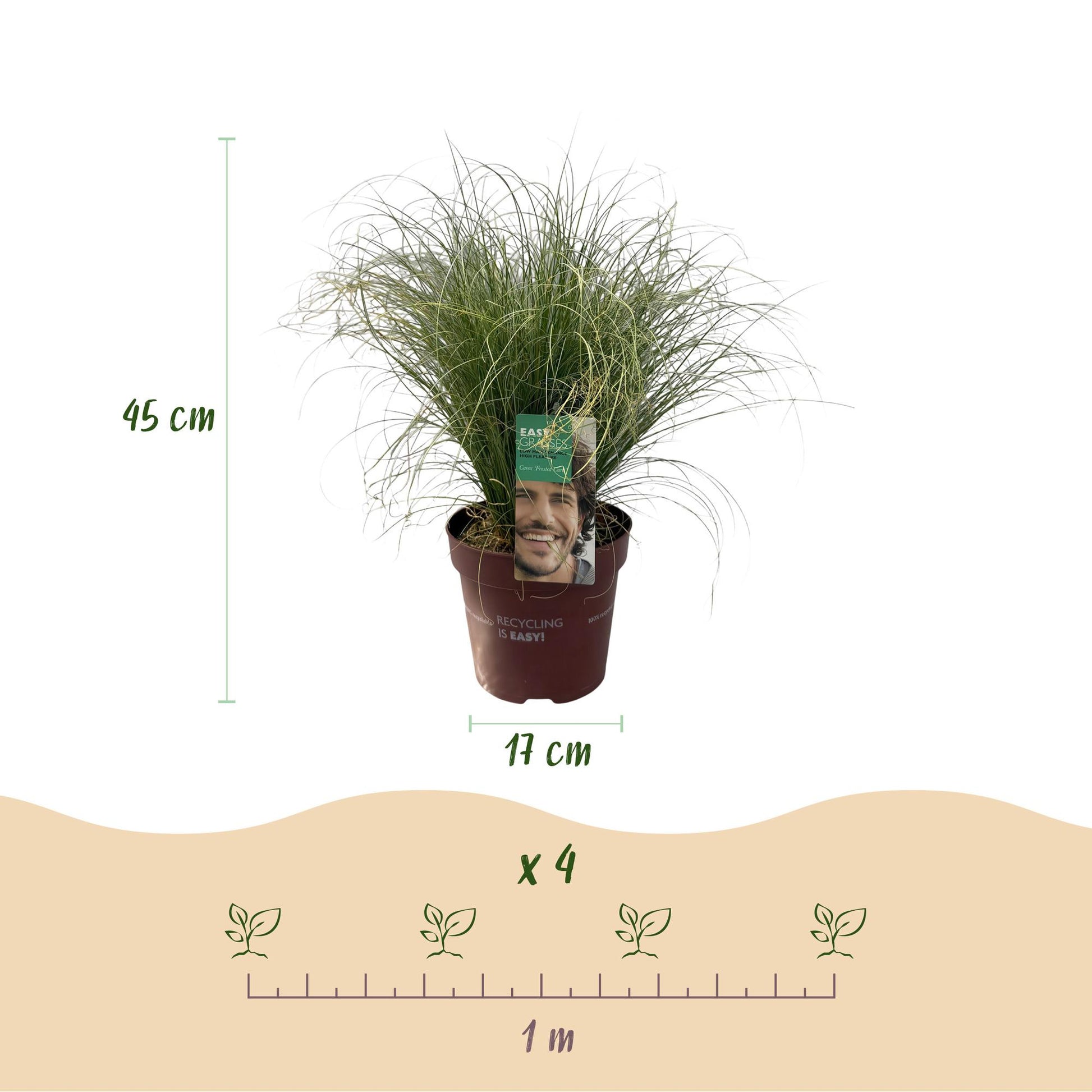 Moderne tuin met Carex comans Frosted Curls – elegant en onderhoudsvriendelijk