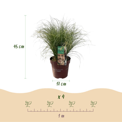 Moderne tuin met Carex comans Frosted Curls – elegant en onderhoudsvriendelijk
