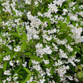 Deutzia gracilis | Buitenplant | Witte Bloeiende Deutzia - Planttoday